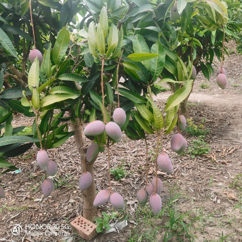 芒果，贵妃芒，产地直发