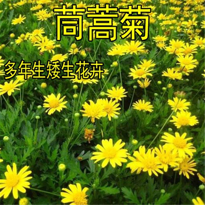 茼蒿菊种子木茼蒿多年生宿根花草种子木春菊种子景观花海易种