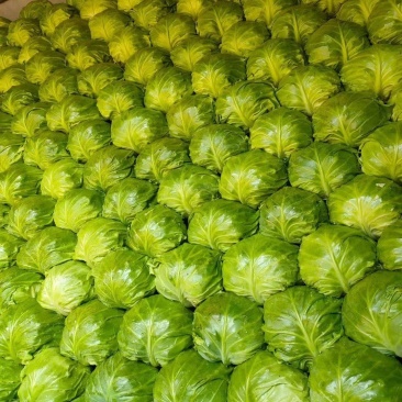 张北甘蓝大量中！！