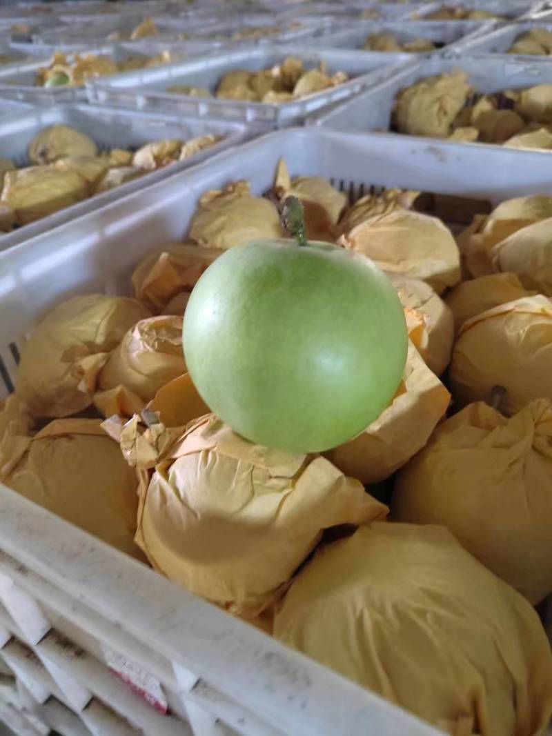 大量供应梨