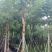 供应：腊肠树10*15各种规格8-20
