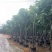 供应：腊肠树10*15各种规格8-20