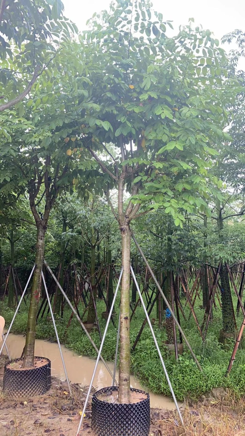 供应：腊肠树10*15各种规格8-20