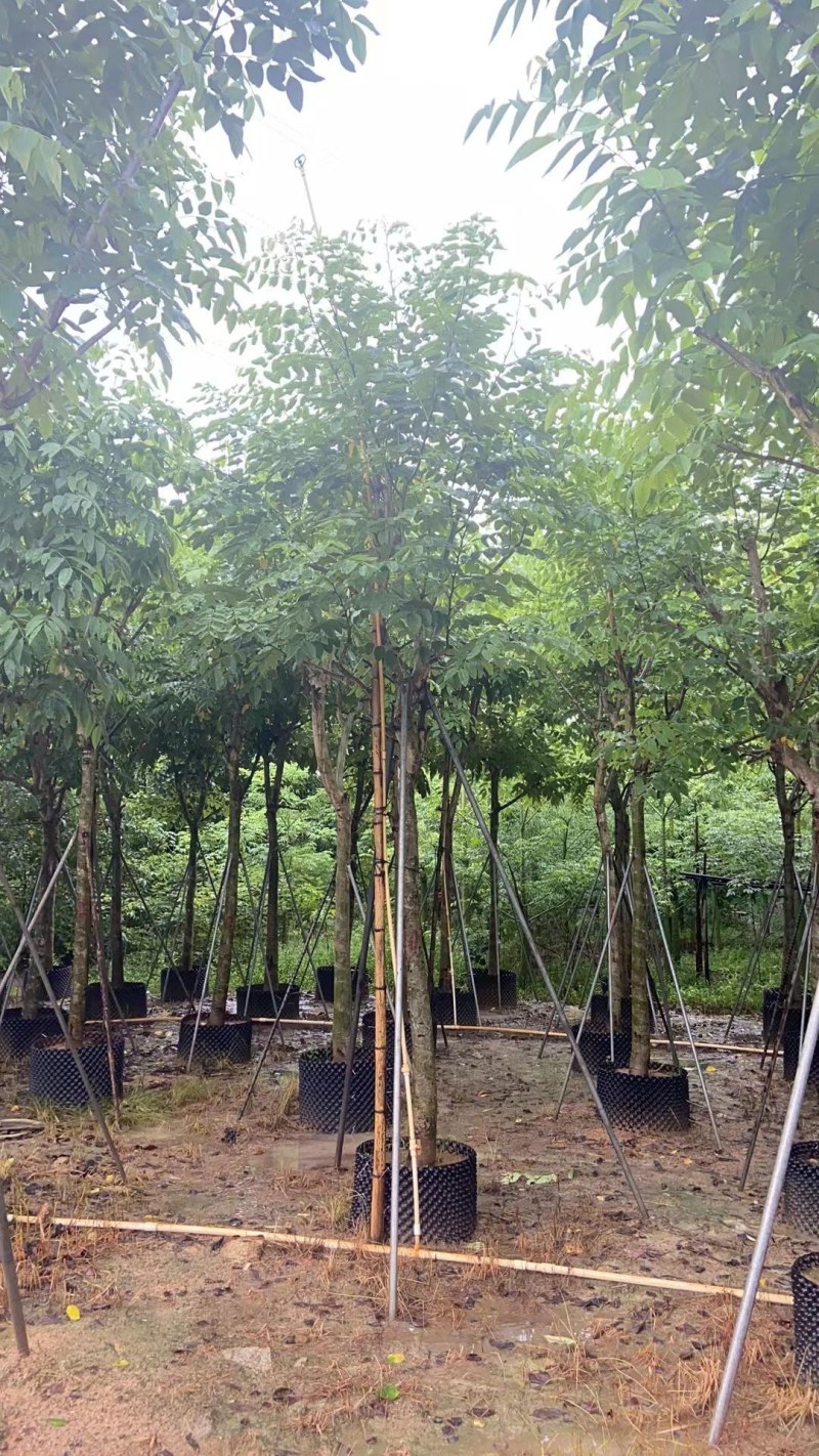 供应：腊肠树10*15各种规格8-20