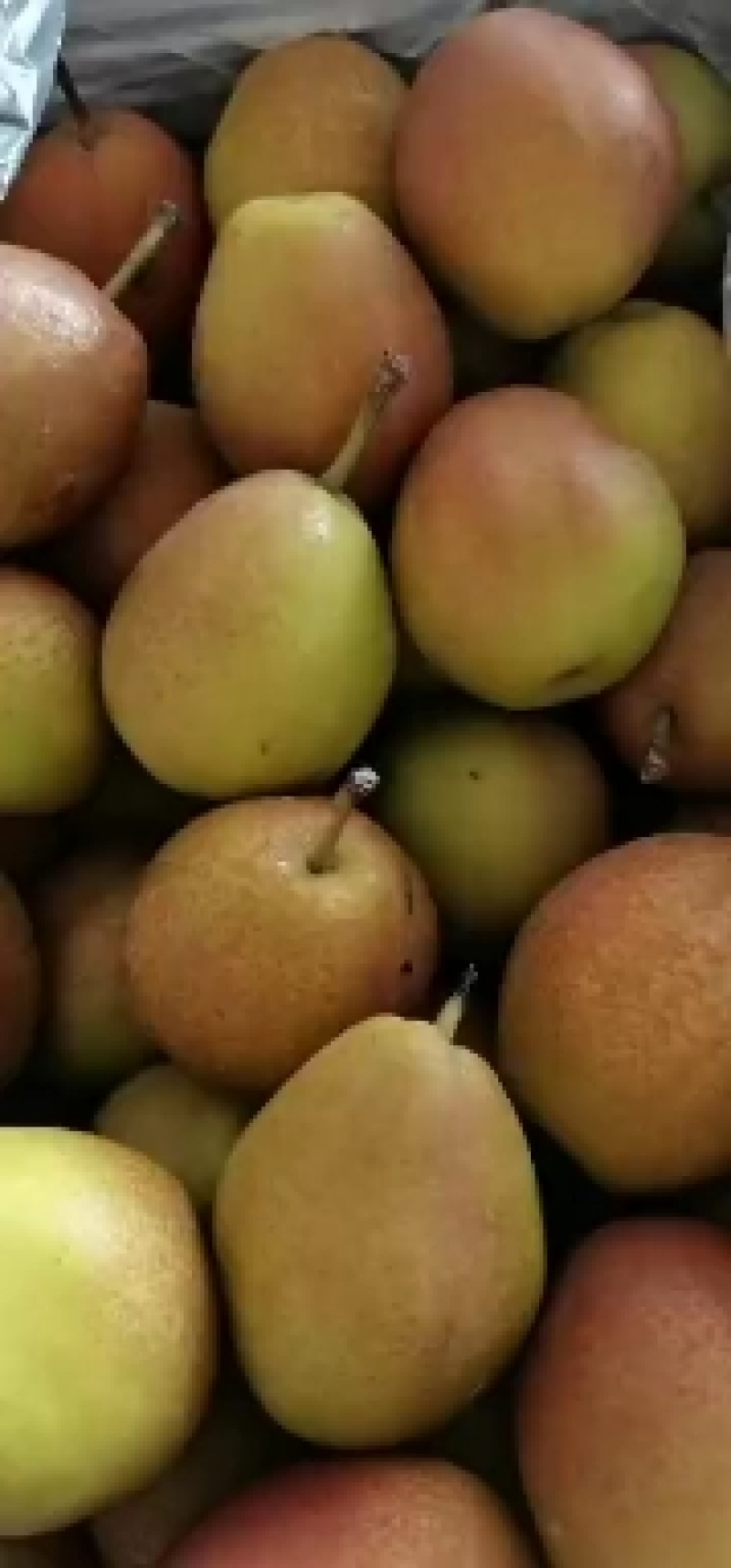 各种梨大量上市产地直销