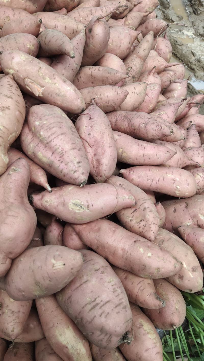 龙九红薯大量上货，精品质量无虫咬，无黑心质量保证