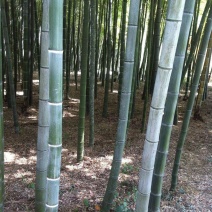 毛竹