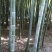 毛竹