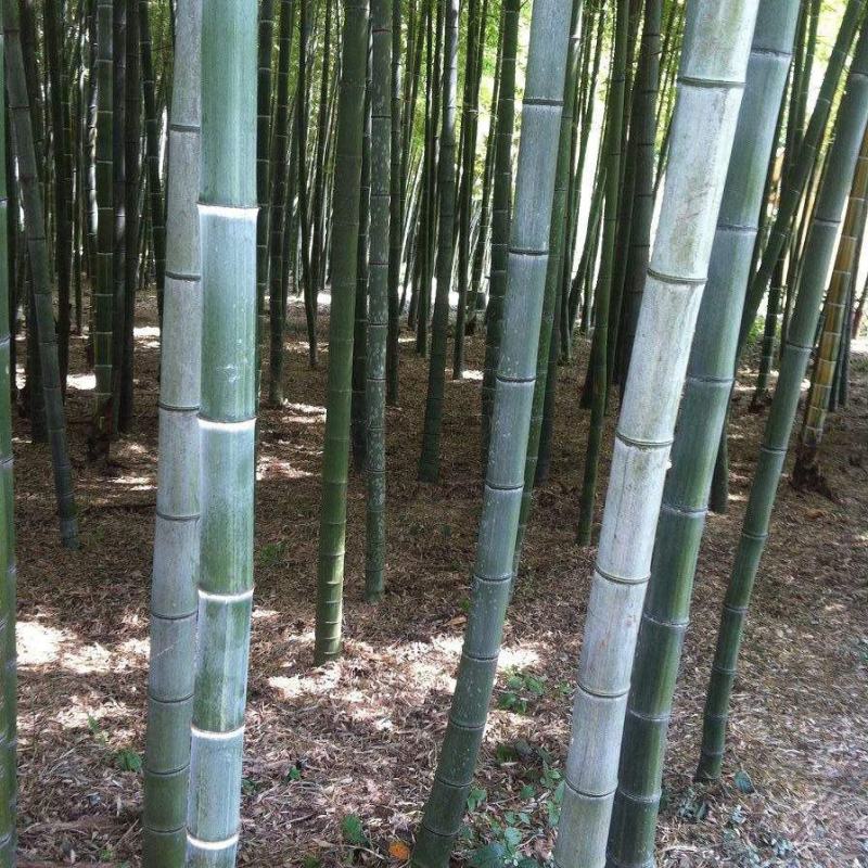 毛竹