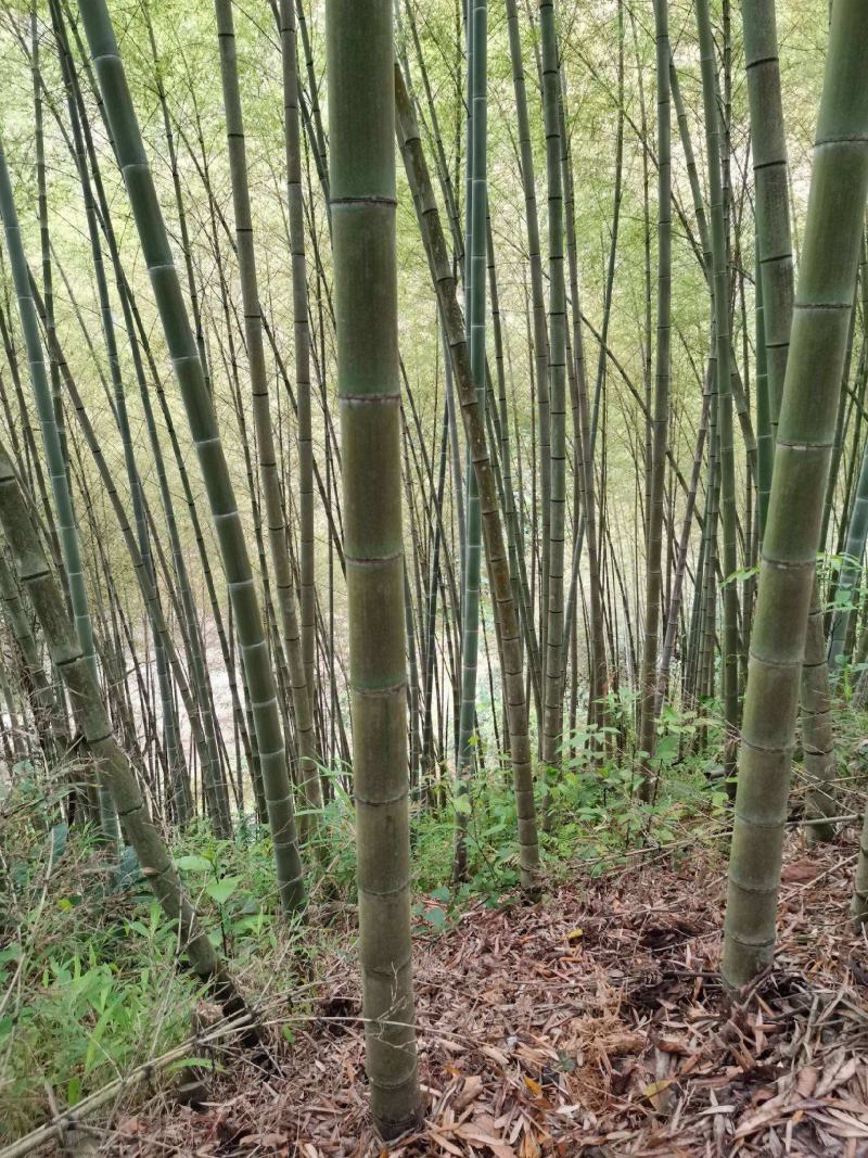 毛竹