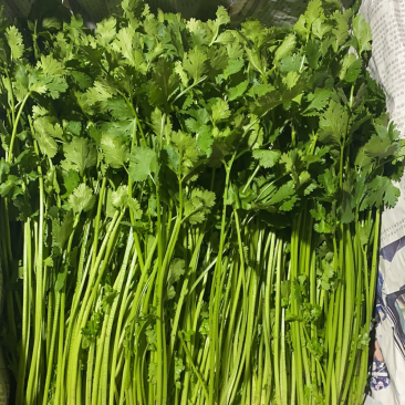 香菜产地黑龙江