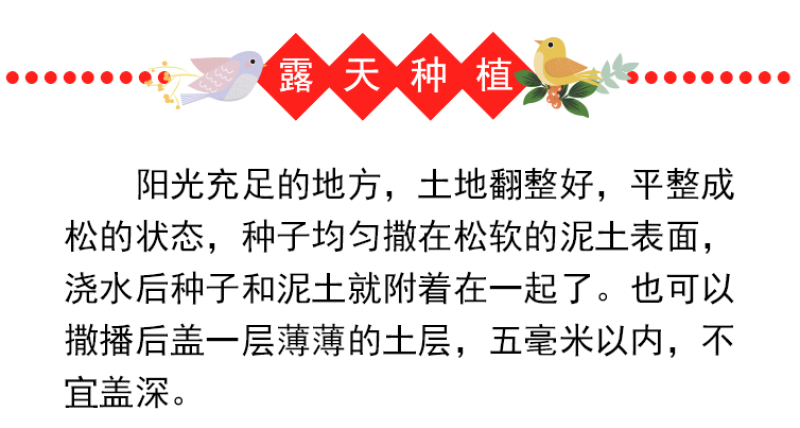 鸡冠花种子头状鸡冠花耐旱耐热花落籽繁殖四季易种植