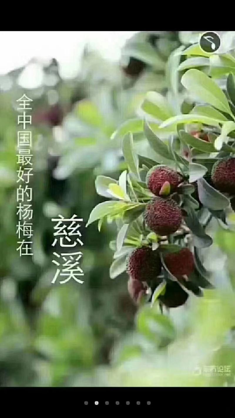 荸荠种杨梅