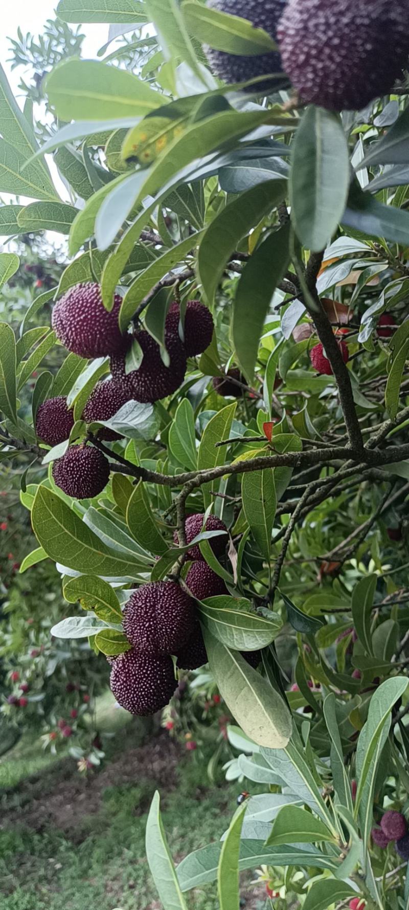 荸荠种杨梅