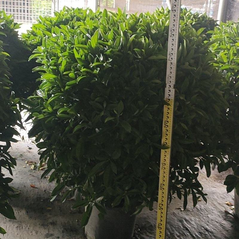 非洲茉莉