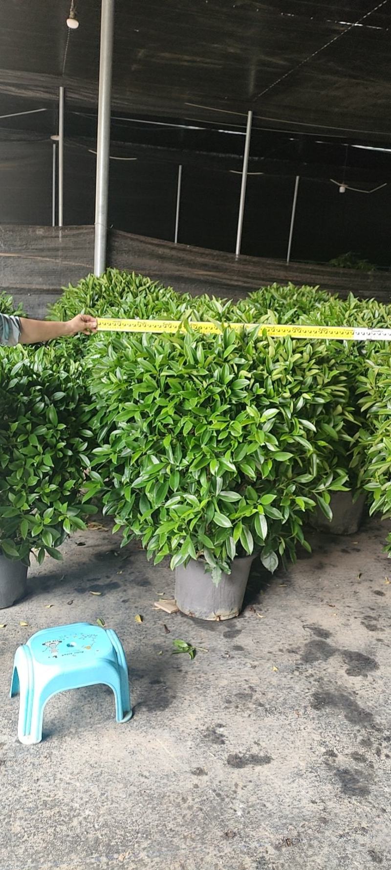 非洲茉莉