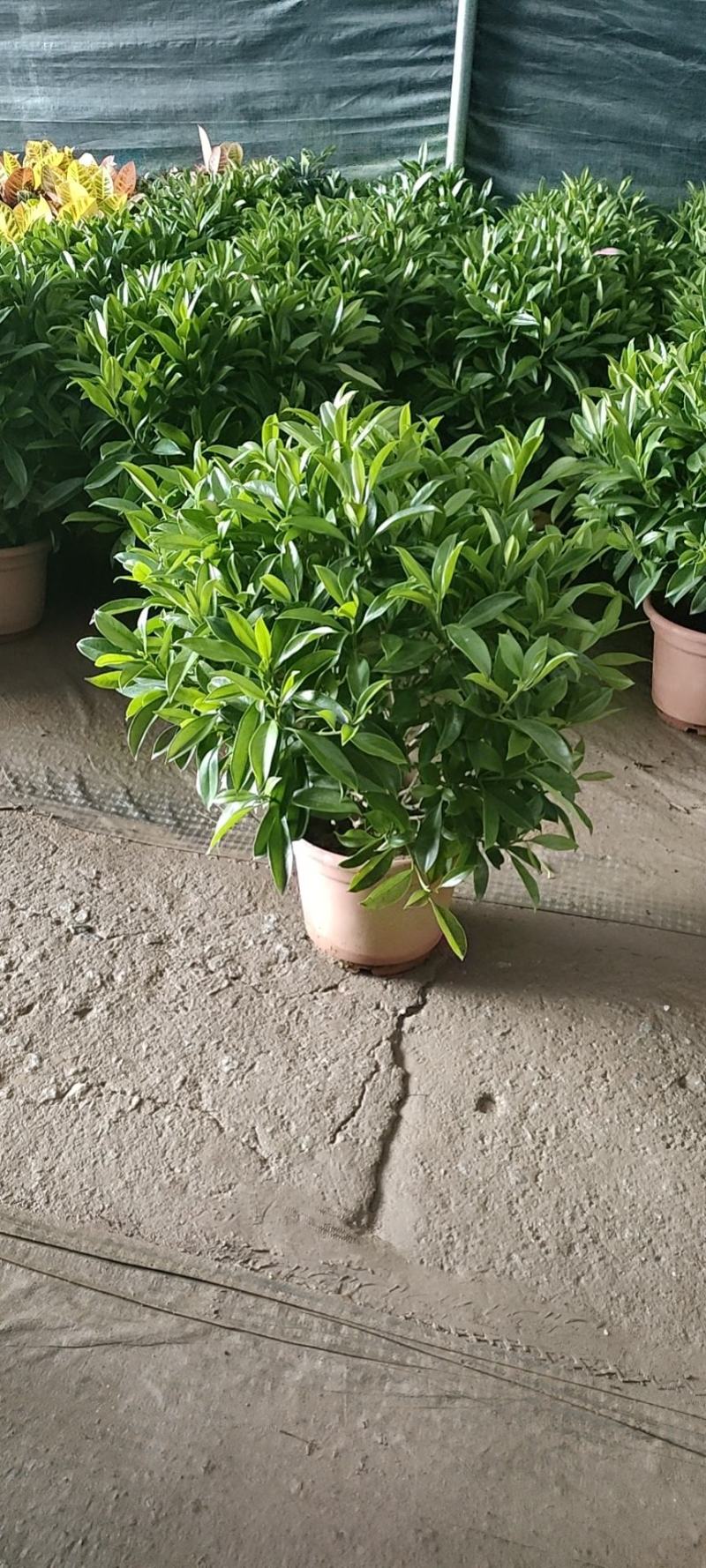 非洲茉莉