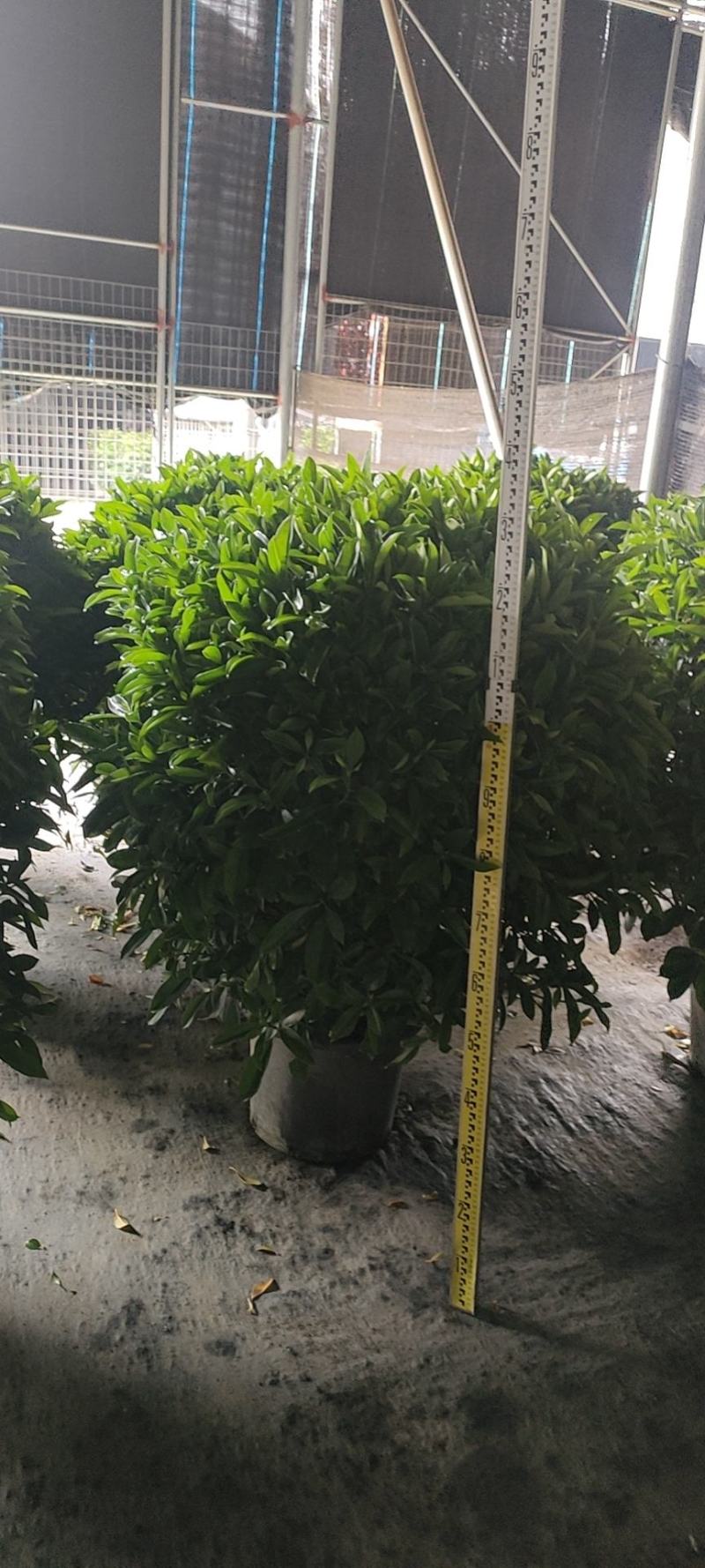 非洲茉莉