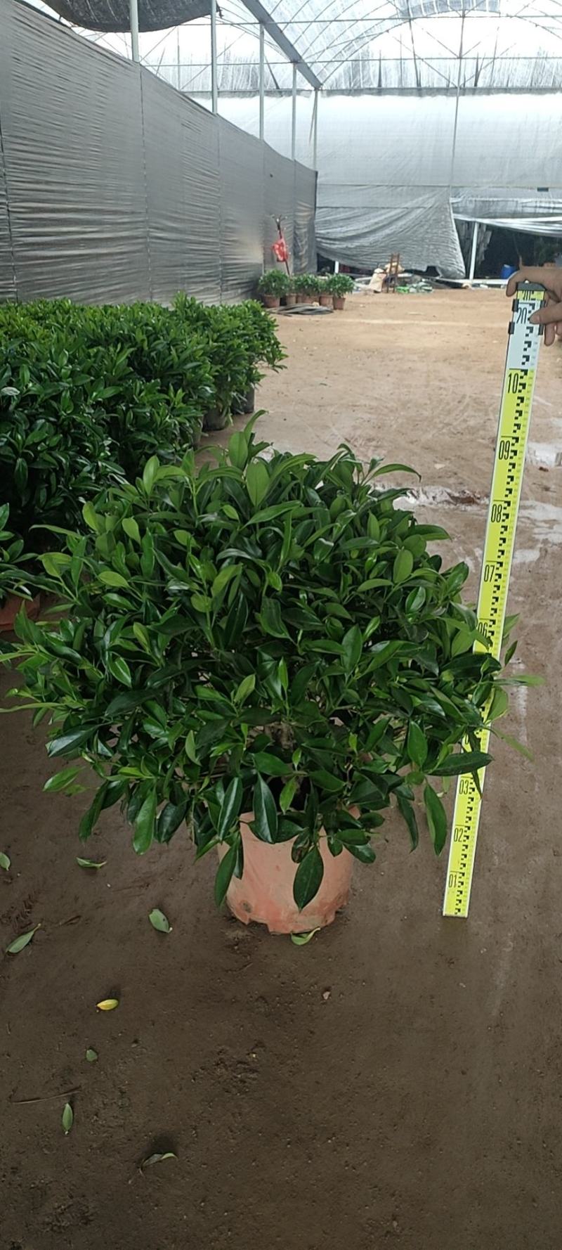 非洲茉莉