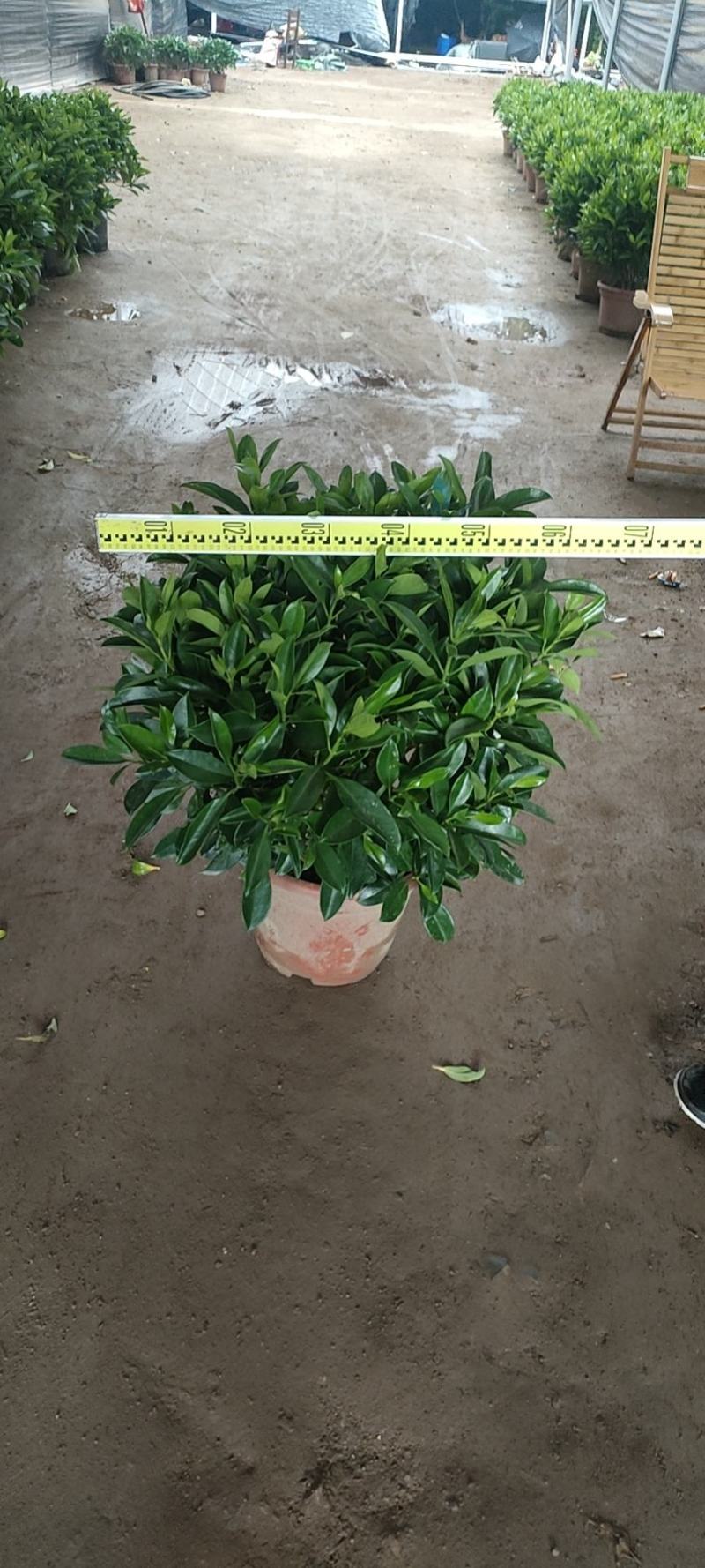 非洲茉莉