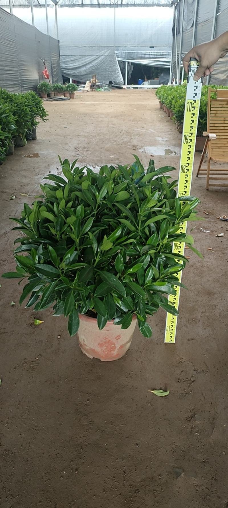 非洲茉莉