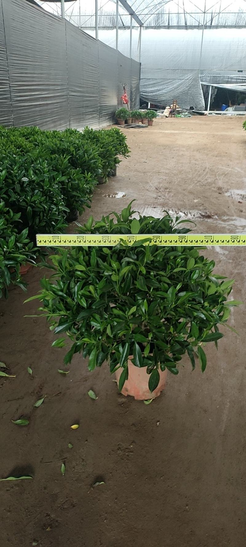 非洲茉莉