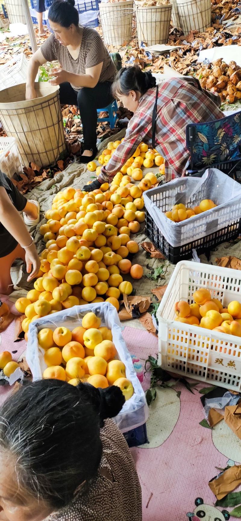 辽宁黄桃大量上市货源充足保质保量全国代发一条龙服务
