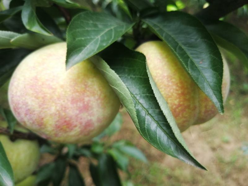露天秋姬大量上市中口感甜个头大果质厚耐运输冷藏现货介可