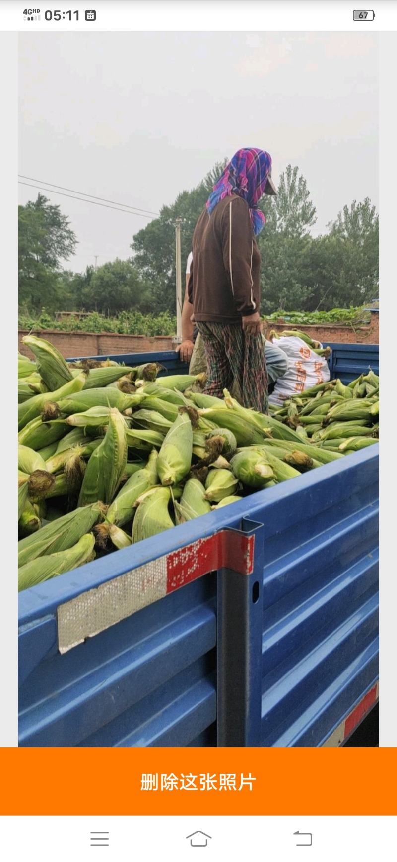 辽西万糯玉米大量上市货源充足量大从优欢迎来电咨询