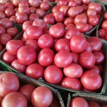 【优选】河南硬粉西红柿，基地直供，量大从优，品质保证