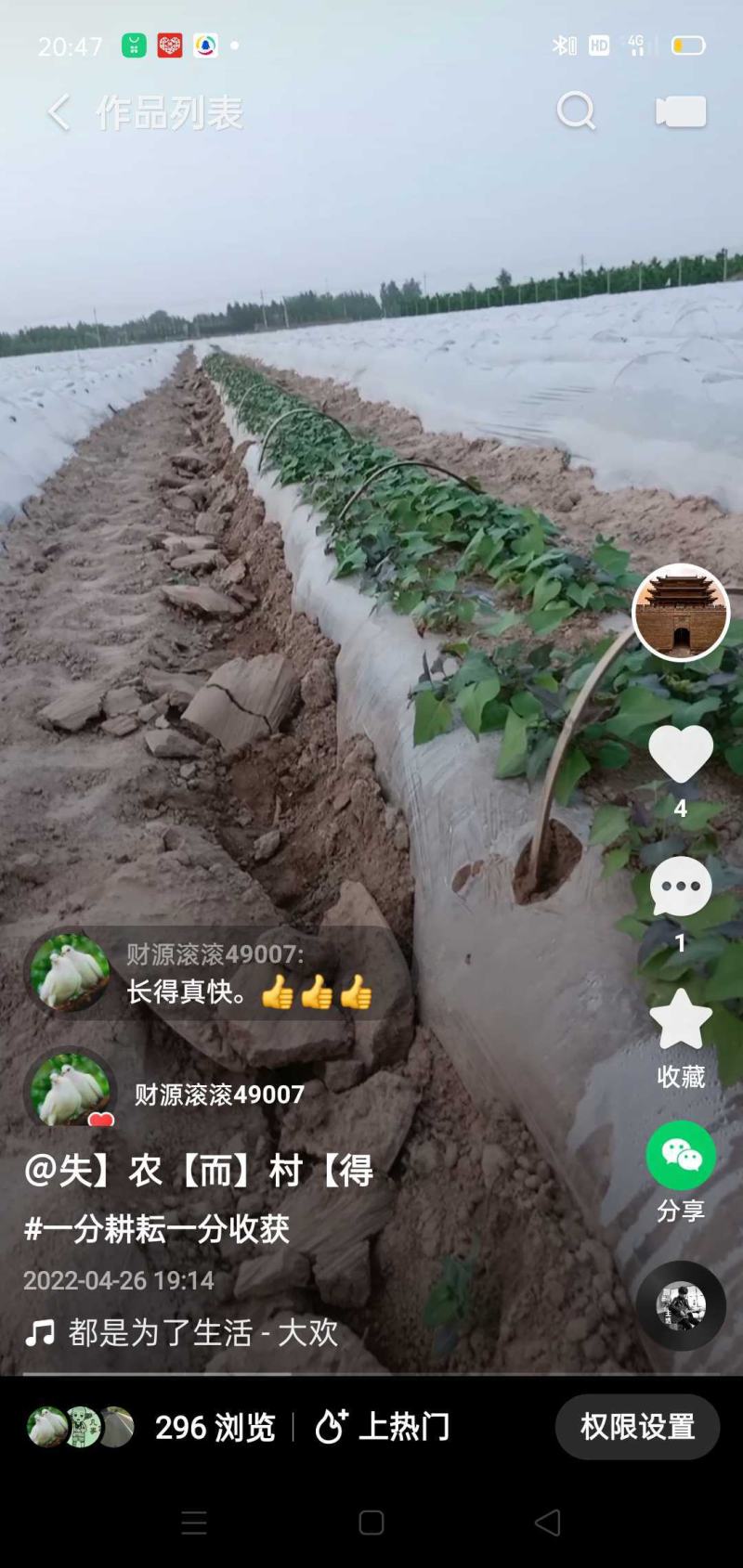 二膜烟薯25