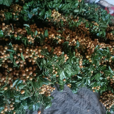 大量黑金刚，贵妃，大果黄皮出售