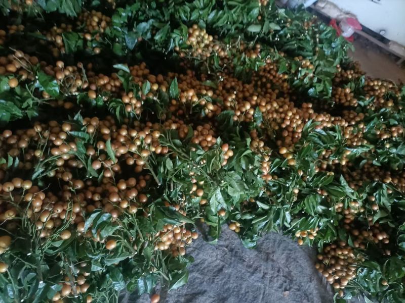 大量黑金刚，贵妃，大果黄皮出售