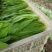 精品油麦菜基地直供，量大从优，欢迎新老客户咨询