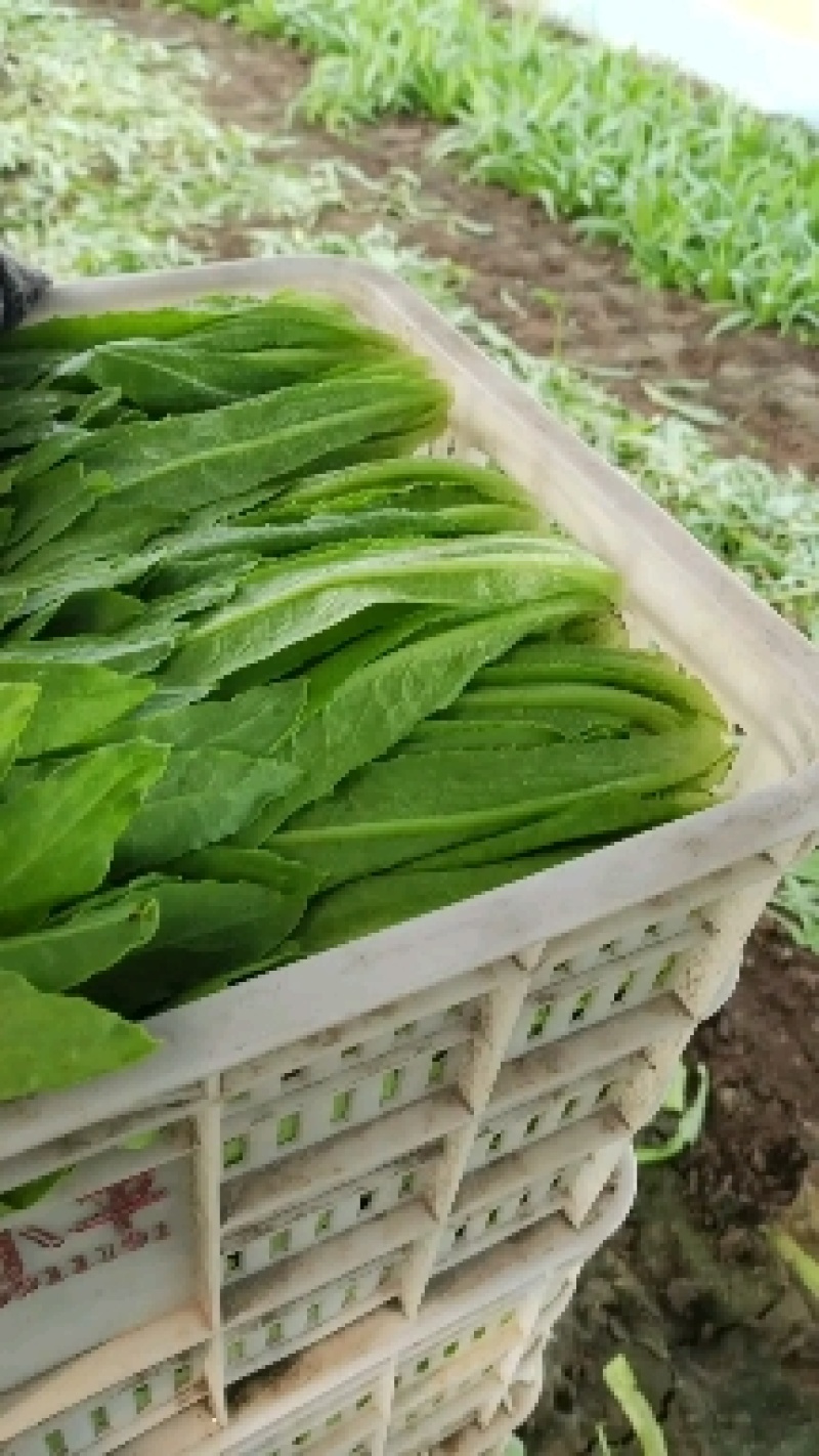 精品油麦菜基地直供，量大从优，欢迎新老客户咨询