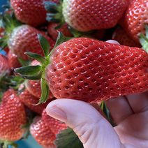 章姬草莓，口感全甜，香味浓，果型周正，产量高，采摘必备