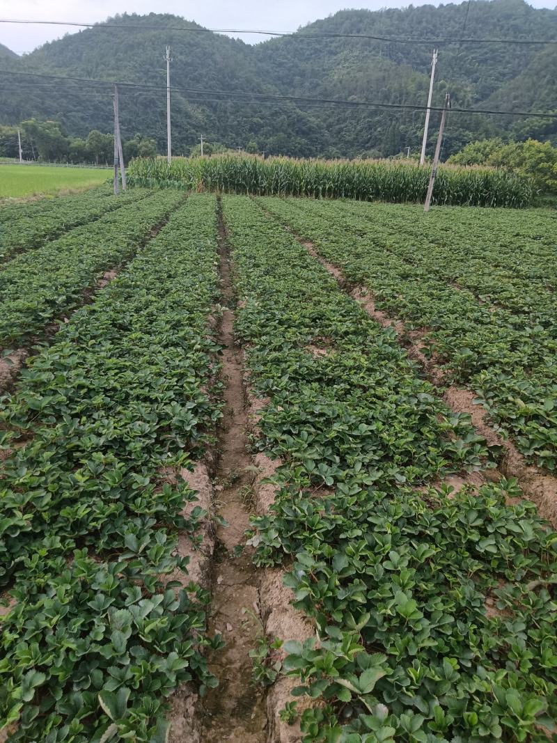 红颜草莓苗草莓苗苗圃直发根系大欢迎采购