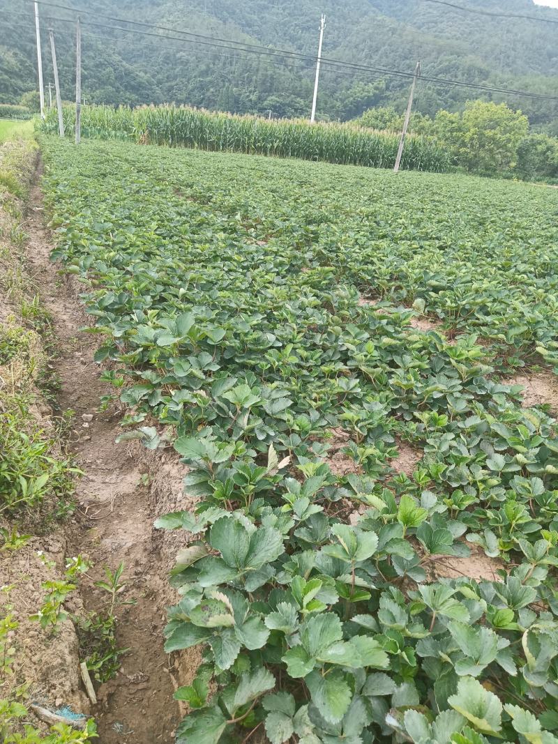 红颜草莓苗草莓苗苗圃直发根系大欢迎采购