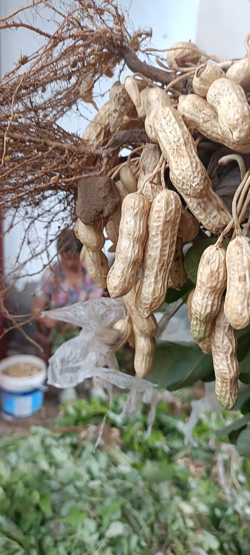 热销【大白沙鲜花生】沙地货大果，保质保量收代发全国