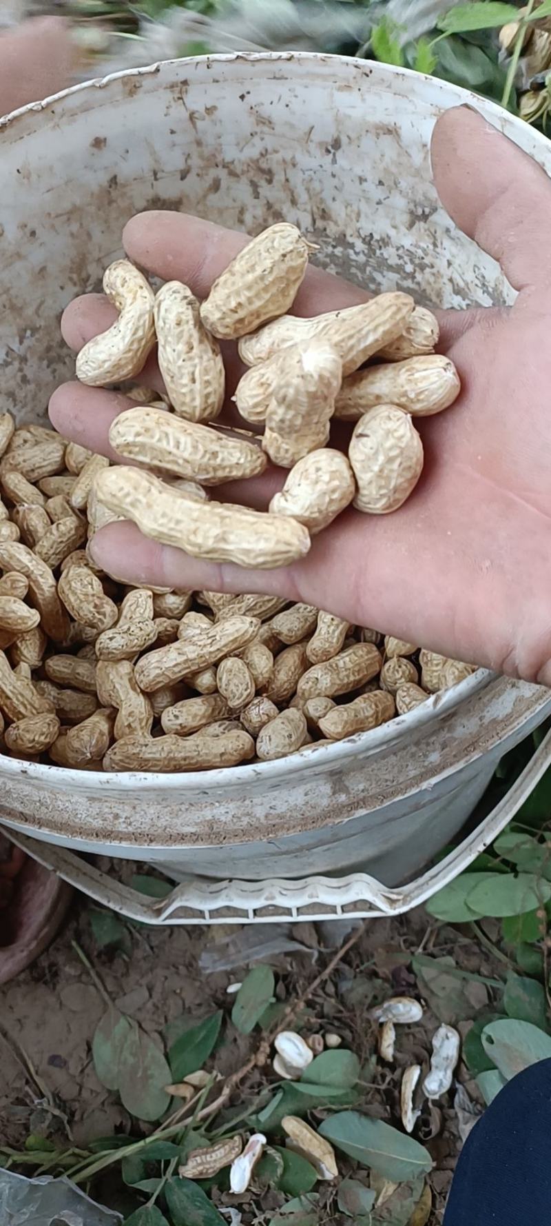 热销【大白沙鲜花生】沙地货大果，保质保量收代发全国