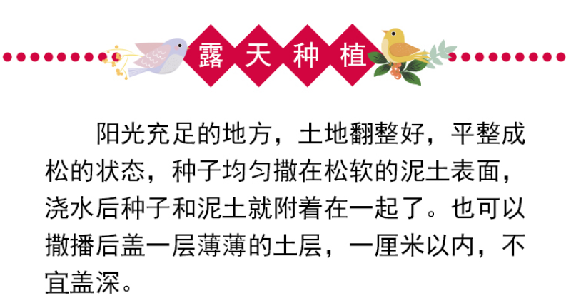 蜀葵种子春秋四季易开花多年生宿根花卉室外花卉