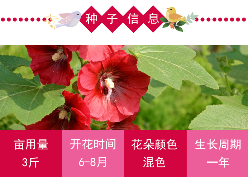 蜀葵种子春秋四季易开花多年生宿根花卉室外花卉