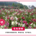蜀葵种子春秋四季易开花多年生宿根花卉室外花卉