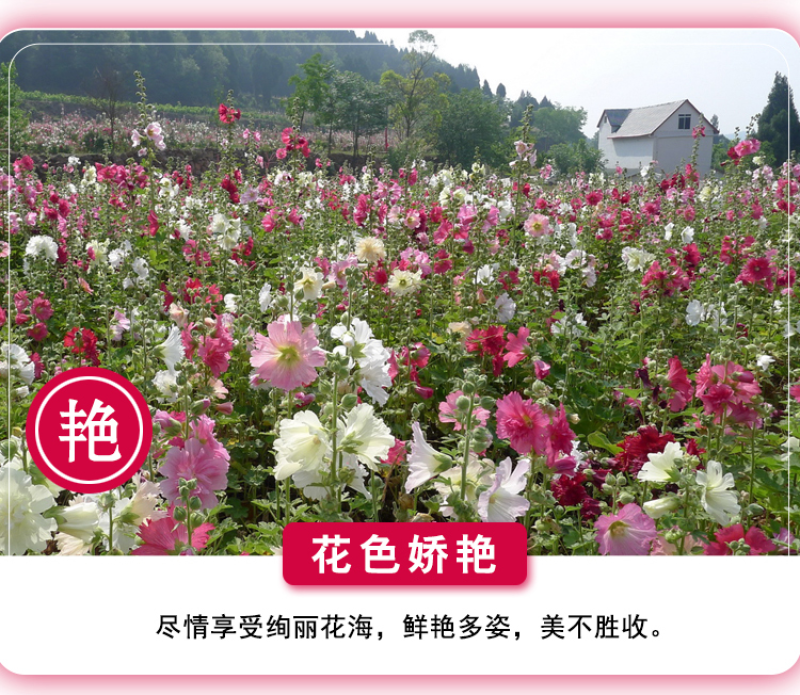 蜀葵种子春秋四季易开花多年生宿根花卉室外花卉