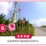 蜀葵种子春秋四季易开花多年生宿根花卉室外花卉