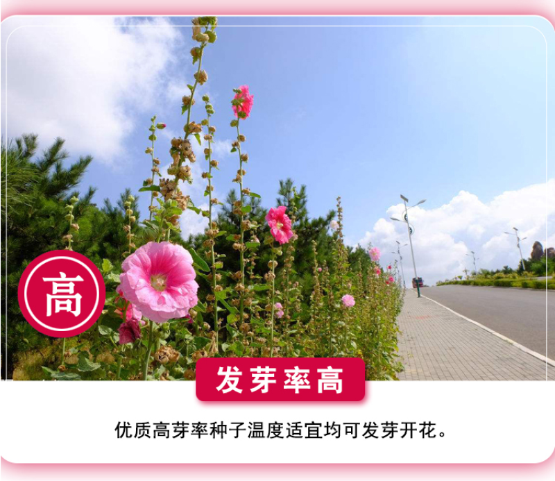 蜀葵种子春秋四季易开花多年生宿根花卉室外花卉
