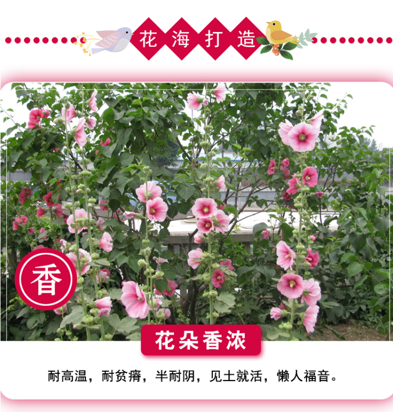 蜀葵种子春秋四季易开花多年生宿根花卉室外花卉
