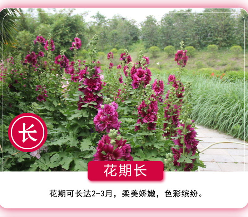 蜀葵种子春秋四季易开花多年生宿根花卉室外花卉