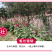 蜀葵种子春秋四季易开花多年生宿根花卉室外花卉