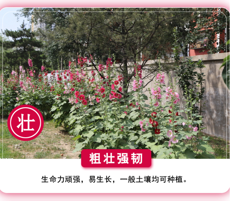 蜀葵种子春秋四季易开花多年生宿根花卉室外花卉